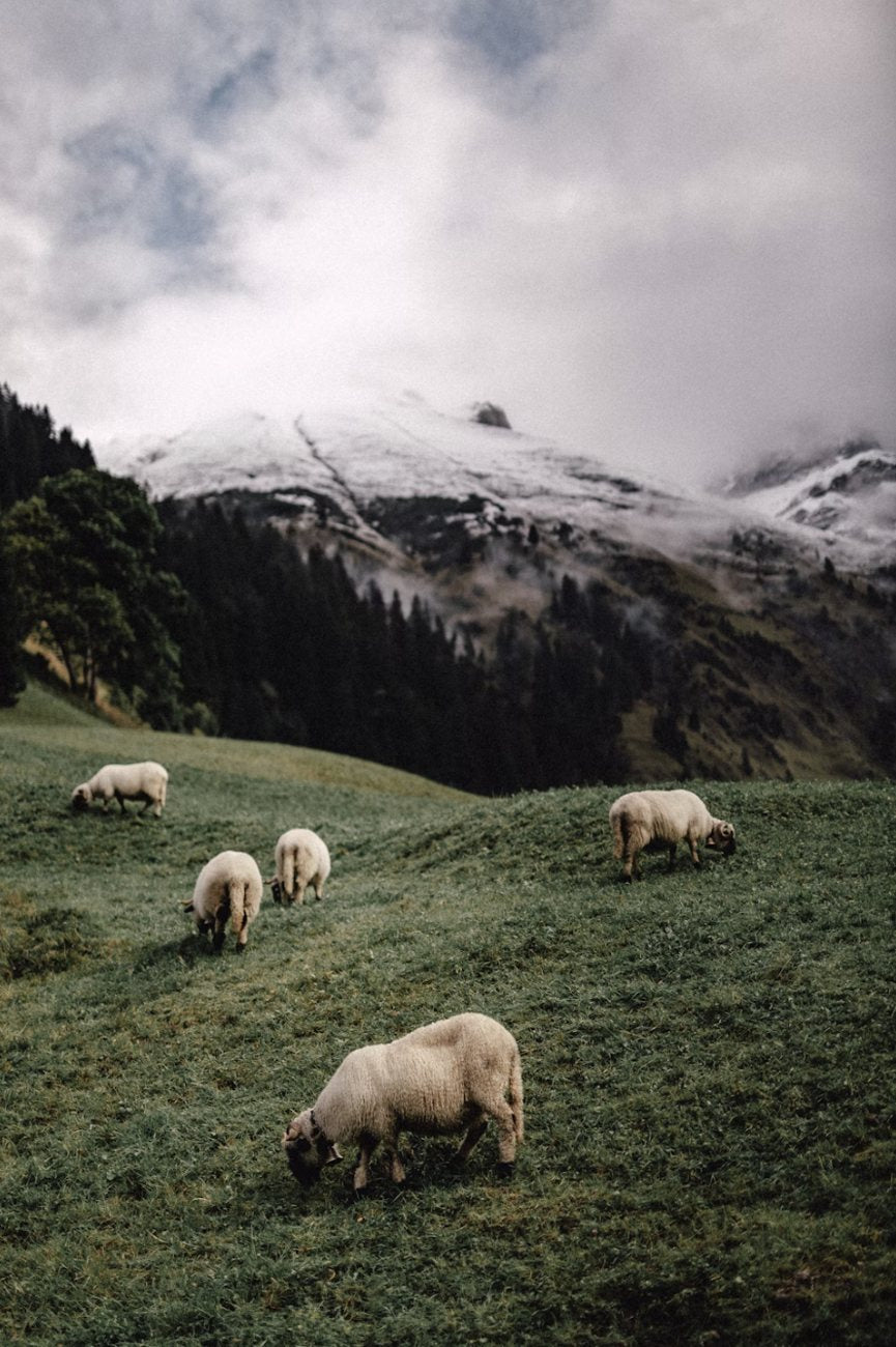 Sheep grazing